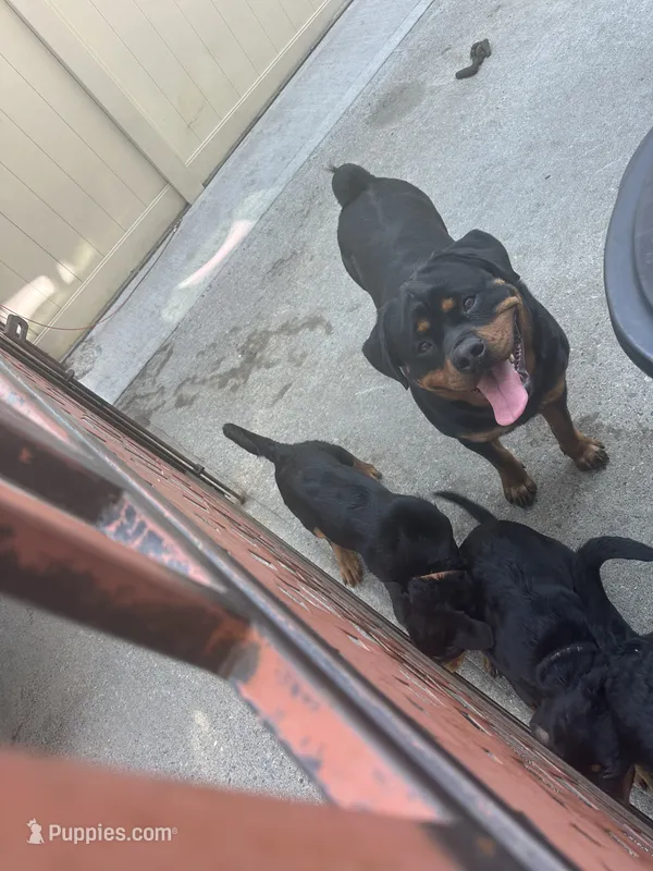 Cameo – Rottweiler puppy for sale in Jamaica, NY