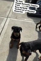 Female teal , a female Rottweiler for sale in Jamaica, NY – 4 of 6