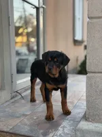 Blue male puppy , a male Rottweiler for sale in Jamaica, NY – 4 of 8