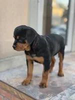 Purple girl , a female Rottweiler for sale in Jamaica, NY – 5 of 5