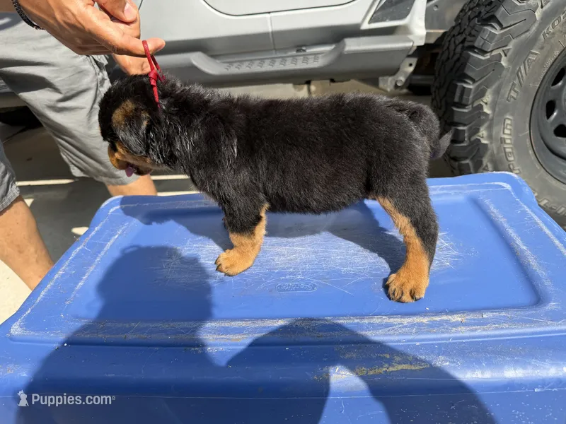 Orange girl  – Rottweiler puppy for sale in Jamaica, NY