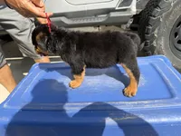 Orange girl , a female Rottweiler for sale in Jamaica, NY – 1 of 2