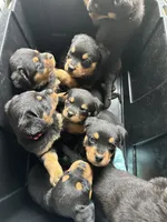 Blue boy , a  Rottweiler for sale in Jamaica, NY – 3 of 4