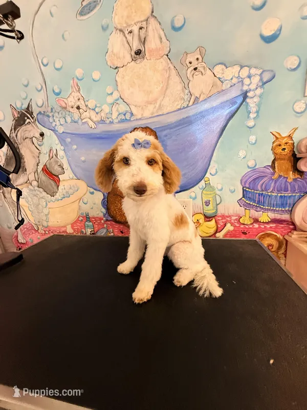 Prissy – Cavapoo puppy for sale in Greenville, NC