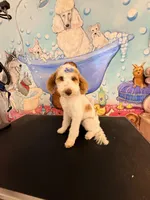 Prissy, a female Cavapoo for sale in Greenville, NC – Photo 2 of 3