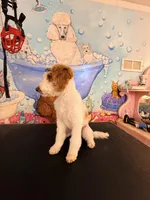 Prissy, a female Cavapoo for sale in Greenville, NC – Photo 3 of 3