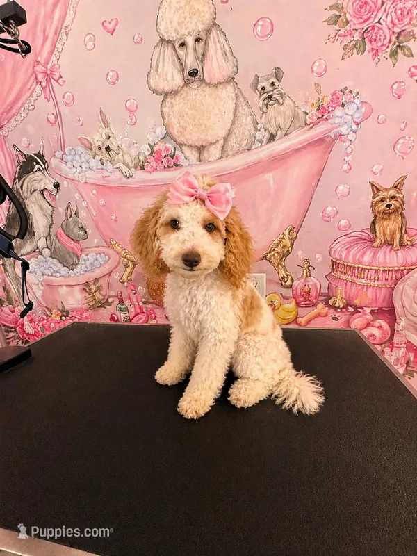 Prissy Girl, a female Cavapoo for sale in Greenville, NC – Photo 1 of 1