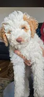 Prissy, a female Cavapoo for sale in Greenville, NC – Photo 1 of 3