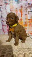 Scout, a male Miniature Goldendoodle for sale in Greenville, NC – Photo 2 of 2
