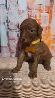 Scout, a male Miniature Goldendoodle for sale in Greenville, NC – Photo 1 of 2