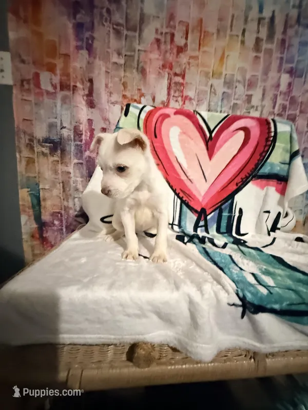 Pearl – Chiweenie puppy for sale in Greenville, NC