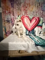 Pearl, a female Chiweenie for sale in Greenville, NC – Photo 3 of 3