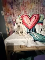 Pearl, a female Chiweenie for sale in Greenville, NC – Photo 2 of 3