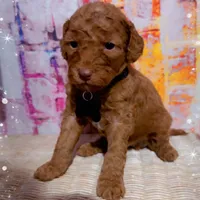 Kado , a male Miniature Goldendoodle for sale in Greenville, NC – Photo 1 of 2