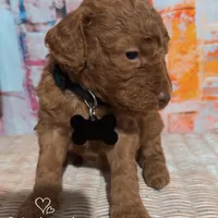 Kado , a male Miniature Goldendoodle for sale in Greenville, NC – Photo 2 of 2