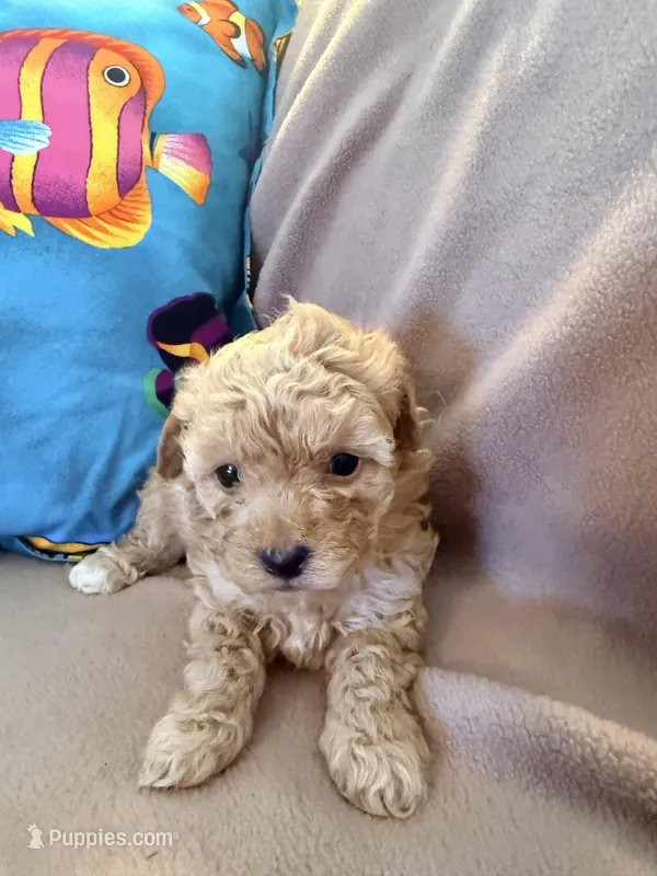 Curly – Poodle - Toy  puppy for sale in Greenville, NC