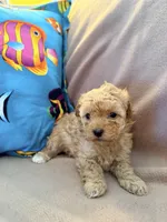 Curly, a male Poodle - Toy  for sale in Greenville, NC – Photo 2 of 2