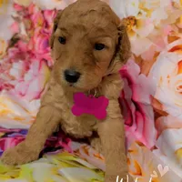 Libbie, a female Miniature Goldendoodle for sale in Greenville, NC – Photo 1 of 2