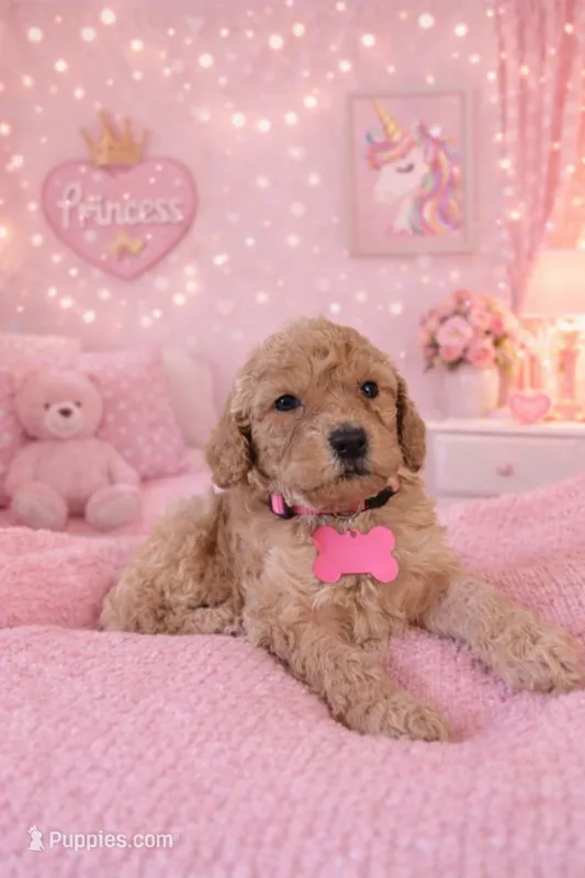 Libbie – Miniature Goldendoodle puppy for sale in Greenville, NC