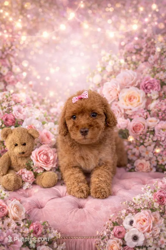 Libbie – Miniature Goldendoodle puppy for sale in Greenville, NC