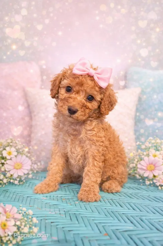 Libbie – Miniature Goldendoodle puppy for sale in Greenville, NC
