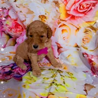Libbie, a female Miniature Goldendoodle for sale in Greenville, NC – Photo 2 of 2