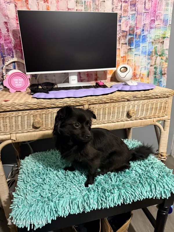 Bella – Chihuahua puppy for sale in Greenville, NC