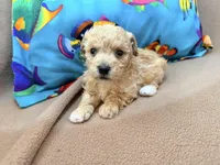 Angel, a female Poodle - Toy  for sale in Greenville, NC – Photo 2 of 2
