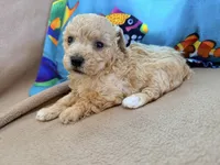Angel, a female Poodle - Toy  for sale in Greenville, NC – Photo 1 of 2