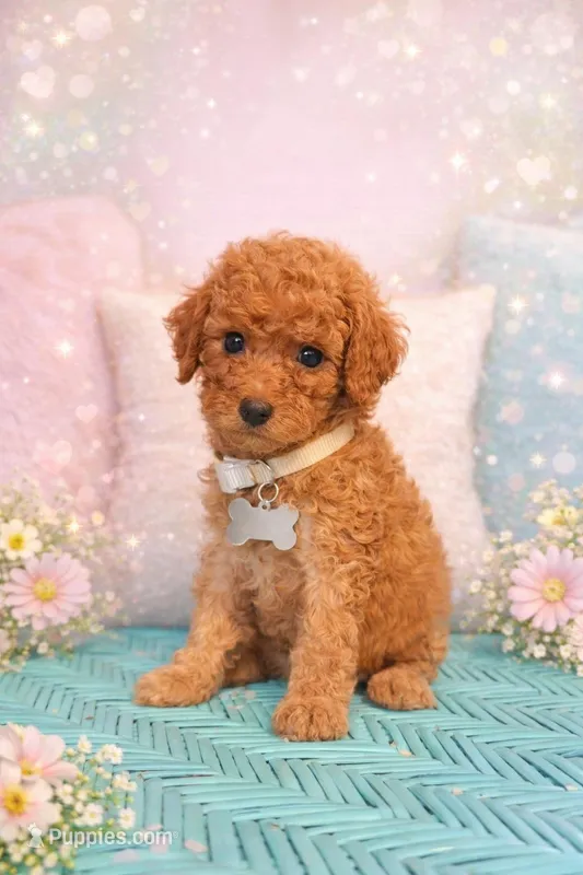 Remmy – Miniature Goldendoodle puppy for sale in Greenville, NC
