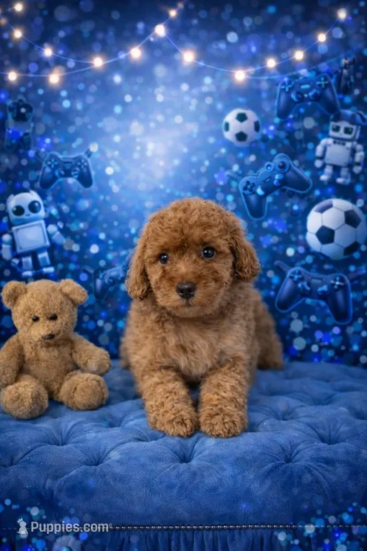 Remmy – Miniature Goldendoodle puppy for sale in Greenville, NC
