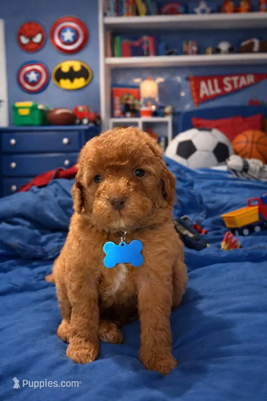 Roy – Miniature Goldendoodle puppy for sale in Greenville, NC
