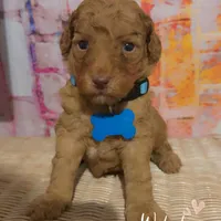 Roy, a male Miniature Goldendoodle for sale in Greenville, NC – Photo 2 of 2