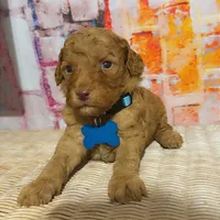 Roy, a male Miniature Goldendoodle for sale in Greenville, NC – Photo 1 of 2