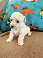 Pearl, a female Poodle - Toy  for sale in Greenville, NC – Photo 2 of 2