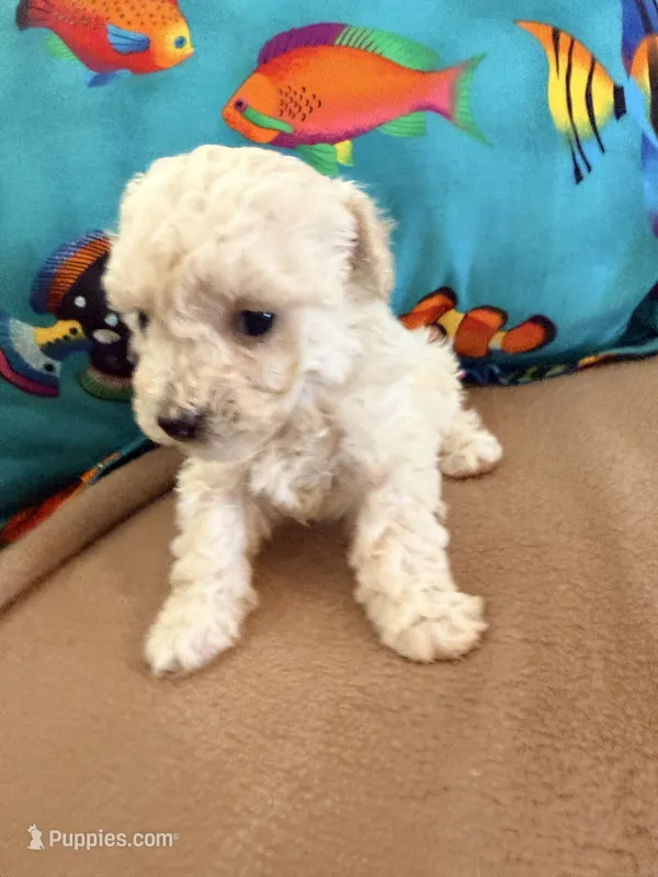 Pearl – Poodle - Toy  puppy for sale in Greenville, NC