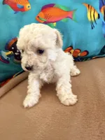 Pearl, a female Poodle - Toy  for sale in Greenville, NC – Photo 1 of 2