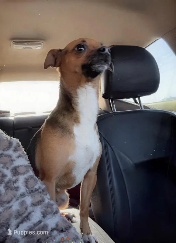 Sissy girl – Chiweenie puppy for sale in Greenville, NC