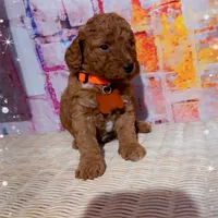 Chance, a male Miniature Goldendoodle for sale in Greenville, NC – Photo 1 of 2