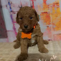 Chance, a male Miniature Goldendoodle for sale in Greenville, NC – Photo 2 of 2