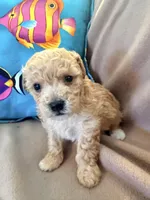 Boots, a male Poodle - Toy  for sale in Greenville, NC – Photo 1 of 2