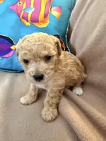 Boots, a male Poodle - Toy  for sale in Greenville, NC – Photo 2 of 2