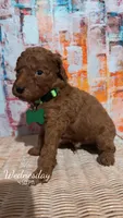 Oliver, a male Miniature Goldendoodle for sale in Greenville, NC – Photo 1 of 2