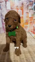 Oliver, a male Miniature Goldendoodle for sale in Greenville, NC – Photo 2 of 2