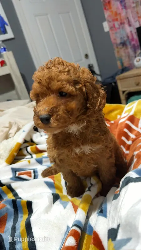 Oliver – Miniature Goldendoodle puppy for sale in Greenville, NC