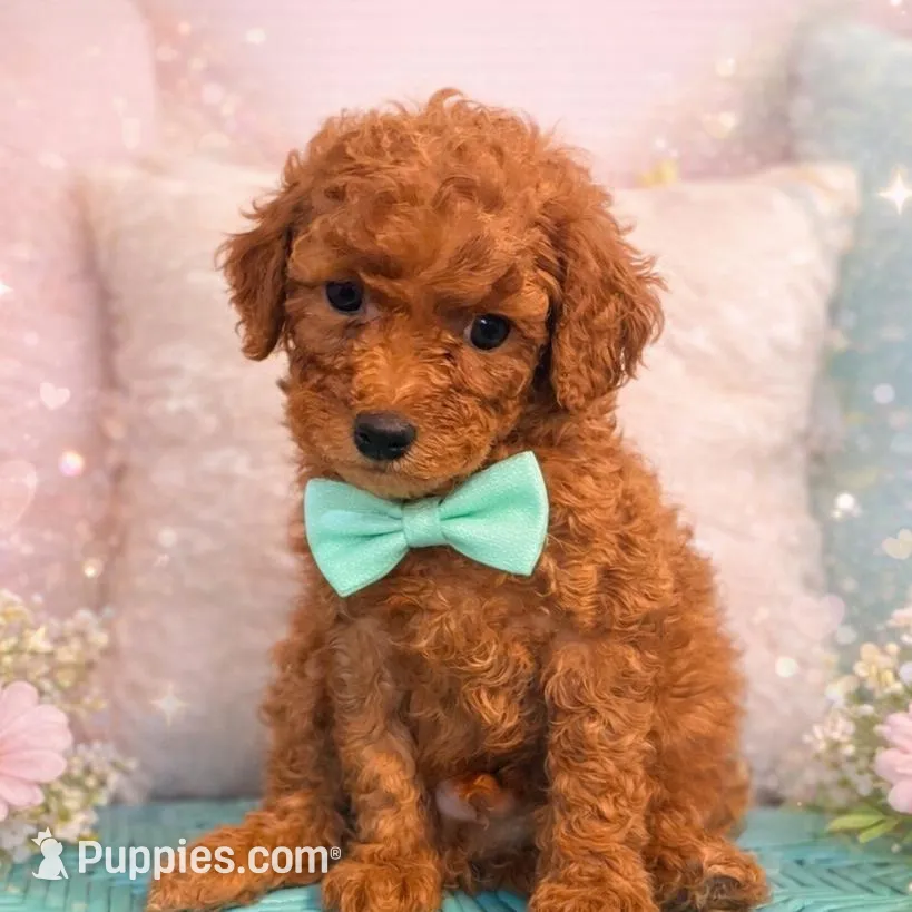 Oliver – Miniature Goldendoodle puppy for sale in Greenville, NC