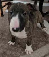 Scarlett, a female Bull Terrier for sale in Mango, FL – Photo 2 of 3