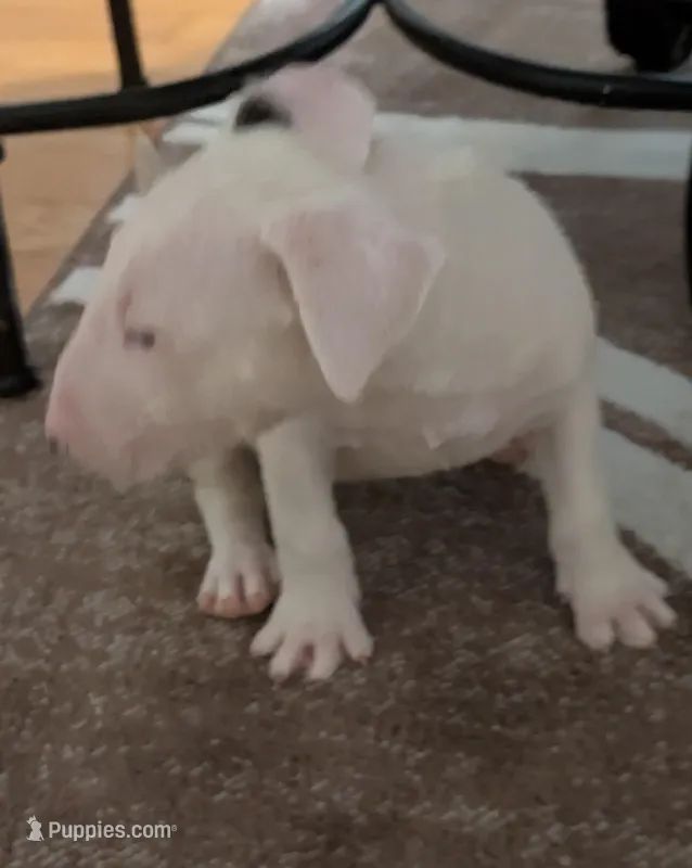 Scarlett – Bull Terrier puppy for sale in Mango, FL
