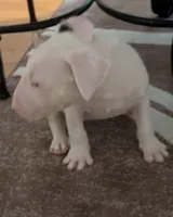 Scarlett, a female Bull Terrier for sale in Mango, FL – Photo 1 of 3