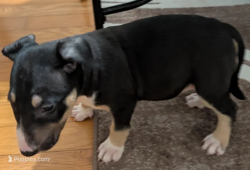 Bonnie – Bull Terrier puppy for sale in Mango, FL